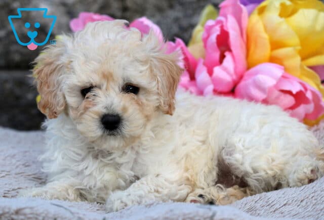 Cream-colored Cavapoo puppy with apricot markings laying on a soft blanket, with bright pink and yellow flowers in the background. image