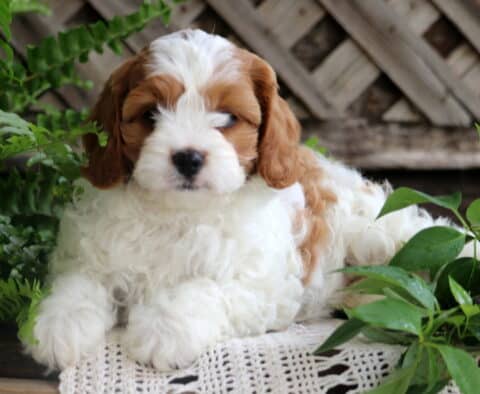 Jade Cavapoo2