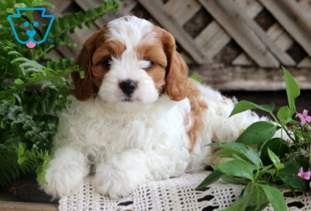 Jade Cavapoo2 image