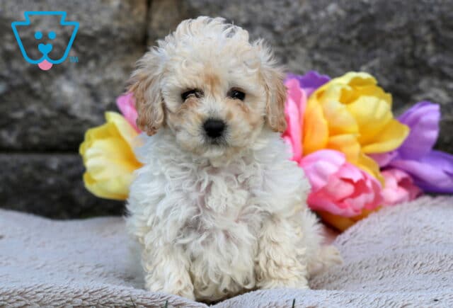 Fluffy cream Cavapoo puppy sitting upright on a cozy blanket, with colorful tulip flowers in shades of yellow, pink, and purple in the background. image
