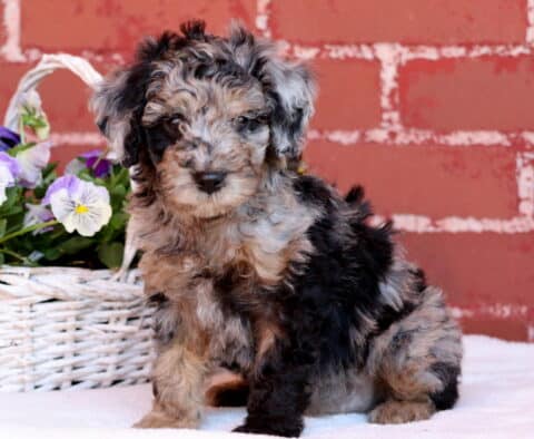 Jakey Mini Poodle