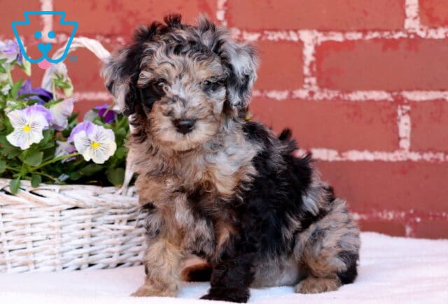 Jakey Mini Poodle image