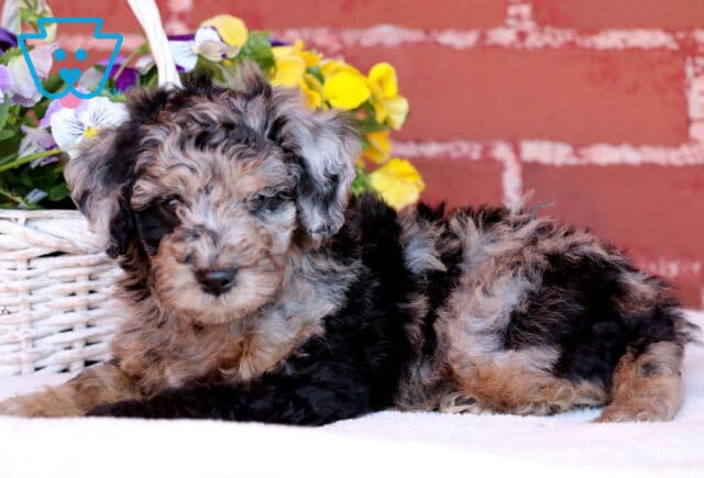Jakey Mini Poodle2 image