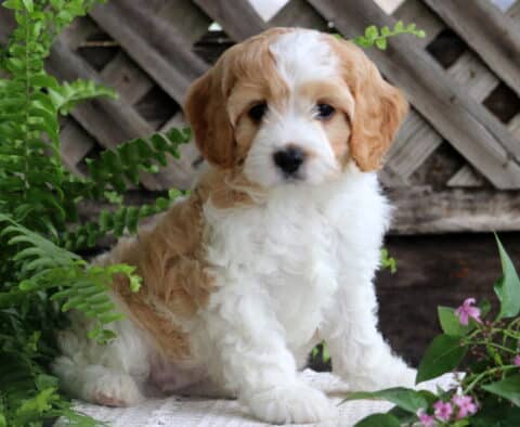 Jasmine Cavapoo