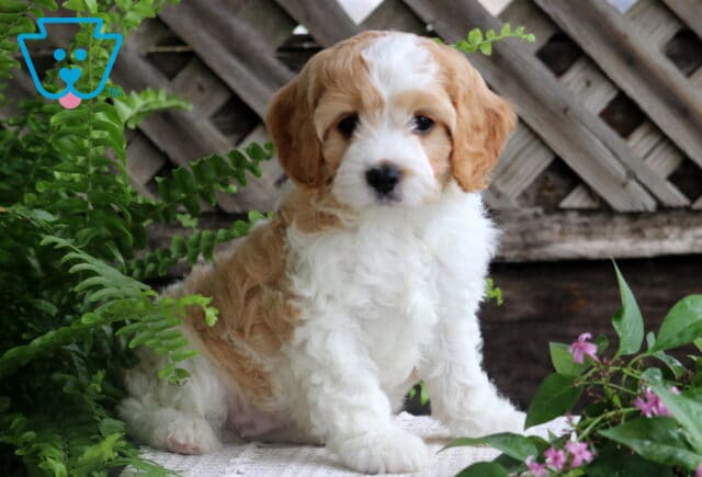 Jasmine Cavapoo image