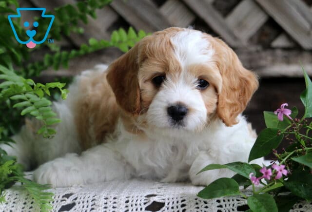 Jasmine Cavapoo2 image