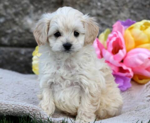 Jasper Cavapoo