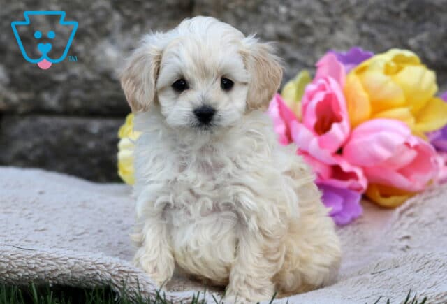 Cream-colored Cavapoo puppy with soft curls sitting on a blanket, with pink, yellow, and purple tulips in the background. image