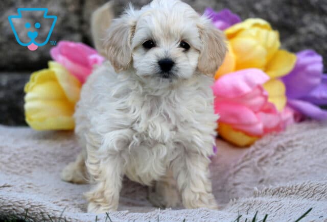 Fluffy cream Cavapoo puppy standing on a soft blanket, gazing sweetly at the camera with colorful tulips in yellow, pink, and purple in the background. image