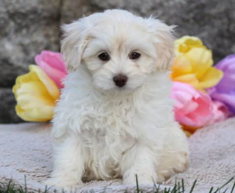 Jayla Cavapoo