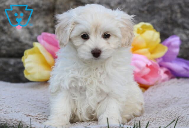 Fluffy cream Cavapoo puppy sitting upright on a cozy blanket, with colorful tulip flowers in shades of yellow, pink, and purple in the background. image