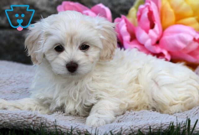 Creamy white Cavapoo puppy laying on a blanket outdoors, with soft apricot highlights on the face and pink and yellow tulips blooming in the background. image