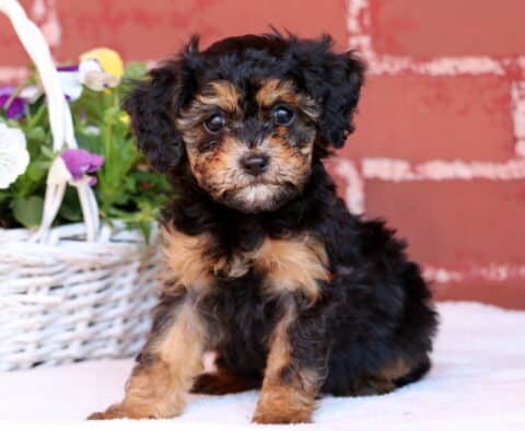 Jazzy Mini Poodle
