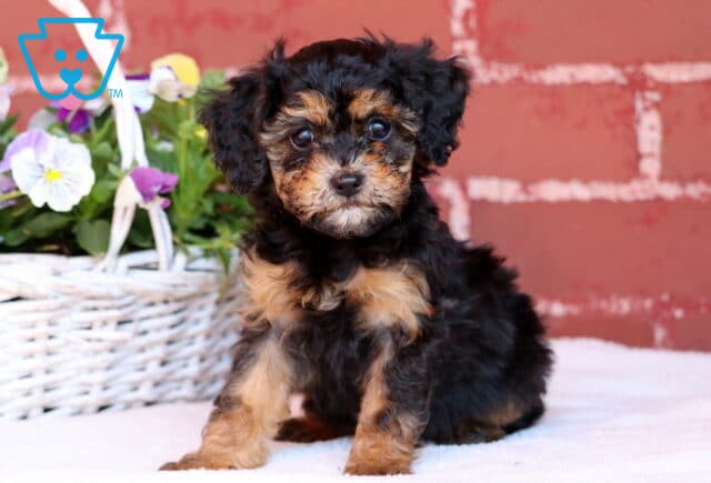 Jazzy Mini Poodle image