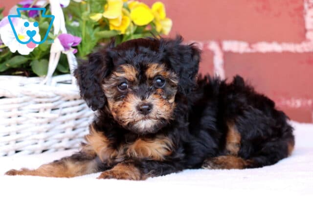 Jazzy Mini Poodle2 image