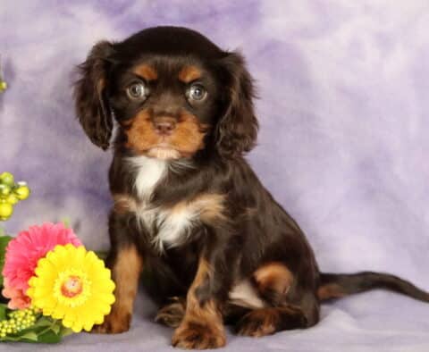 Wide-eyed tri-color Cavalier King Charles Spaniel puppy with silky chocolate fur and tan and white highlights, sitting on a lavender backdrop beside bright yellow and pink flowers and green berries.