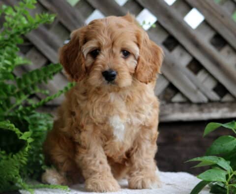 Jenna Cavapoo