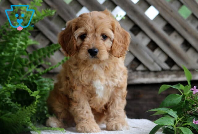 Jenna Cavapoo image