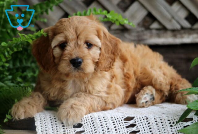 Jenna Cavapoo2 image