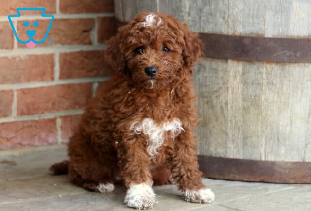 Jet Mini Goldendoodle image