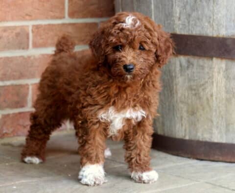 Jet Mini Goldendoodle2