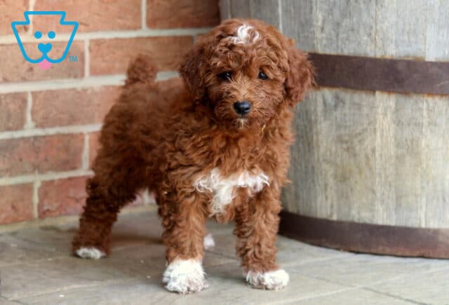Jet Mini Goldendoodle2 image