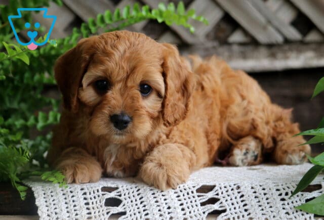 Jewel Cavapoo image