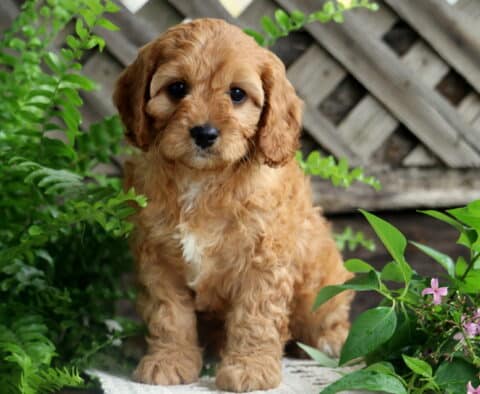 Jewel Cavapoo2