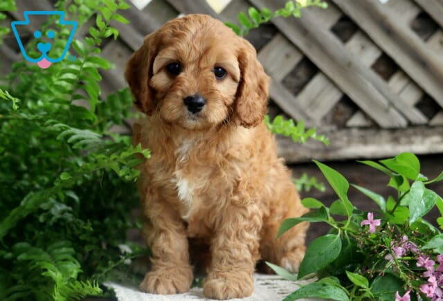 Jewel Cavapoo2 image