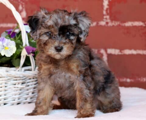 Joey Mini Poodle