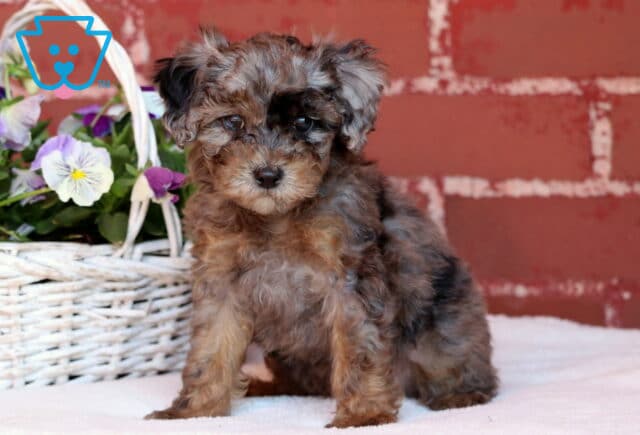 Fluffy Mini Poodle puppy with a curly, multicolored coat sitting in front of a red brick wall beside a white basket filled with purple and white flowers. image