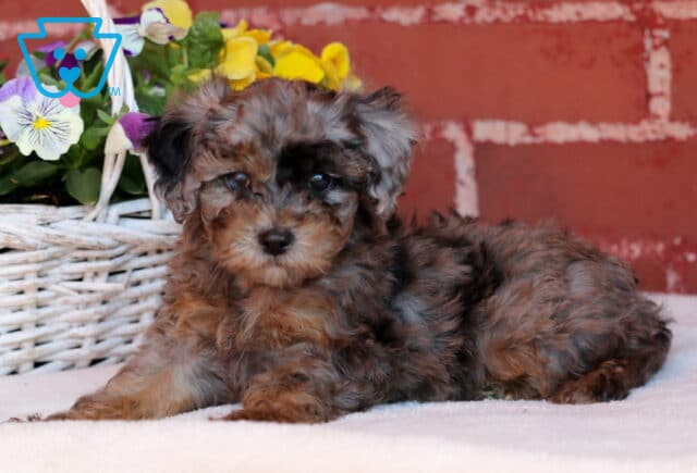 Mini Poodle puppy with a curly merle coat lying on a white surface in front of a brick wall, next to a basket of colorful pansies. image