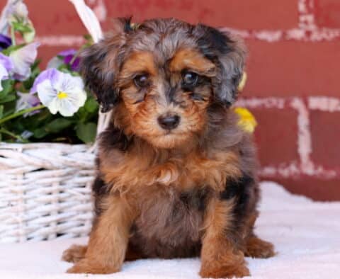 Johnny Mini Poodle