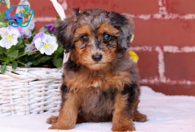 Johnny Mini Poodle image