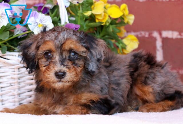 Johnny Mini Poodle2 image