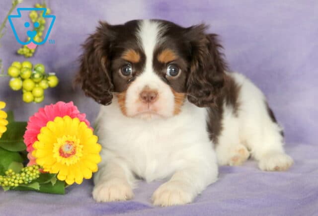 Beautiful tricolor Cavalier King Charles Spaniel puppy with a white coat, dark brown face patches, and tan accents above the eyes, lying on a soft purple blanket beside yellow and pink daisies with green berries. image