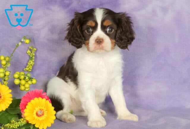 Tricolor Cavalier King Charles Spaniel puppy with a mostly white coat, dark brown patches, and tan markings on the face, sitting attentively on a soft purple blanket next to yellow and pink flowers with green berries. image