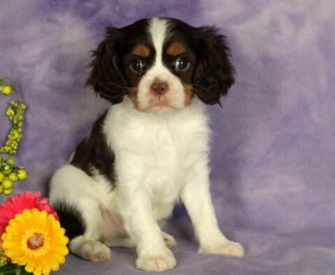 Alert Cavalier King Charles Spaniel puppy with a white coat and striking chocolate and tan markings, sitting on a purple blanket next to cheerful yellow and pink flowers and sprigs of green berries.