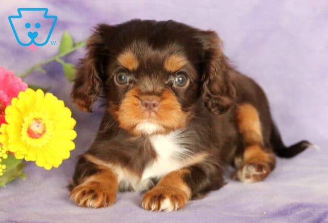 Precious Cavalier King Charles Spaniel puppy with a rich chocolate and tan coat, white chest, and soft floppy ears, lying on a purple blanket next to a bright yellow daisy and pink flower arrangement. image