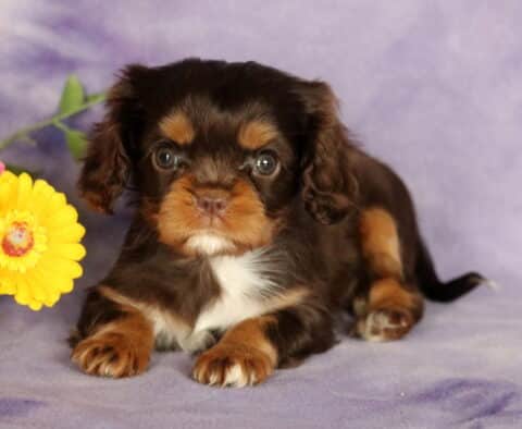 Adorable tri-color Cavalier King Charles Spaniel puppy with chocolate, tan, and white markings, lying on a purple blanket with bright yellow and pink flowers.
