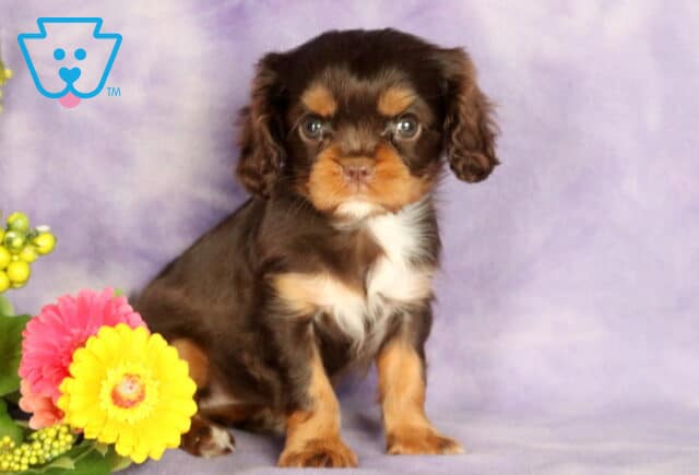 Tiny Cavalier King Charles Spaniel puppy with a glossy chocolate and tan coat and a white chest patch, sitting upright on a soft purple backdrop beside bright pink and yellow flowers with green berry accents. image