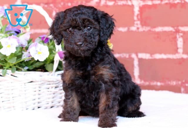 Journey Mini Poodle image