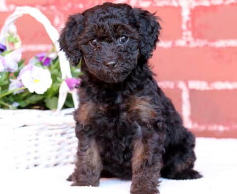 Journey Mini Poodle2