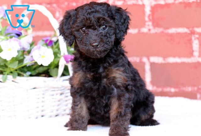 Journey Mini Poodle2 image