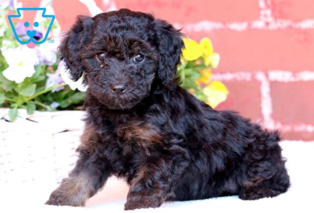 Journey Mini Poodle3 image