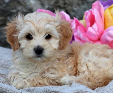Joy Cavapoo