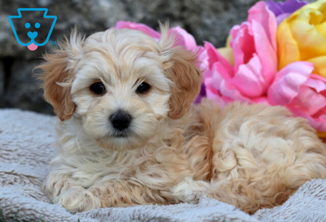 Adorable light tan and white Cavapoo puppy laying down on a soft textured blanket, with large flowers behind it. image
