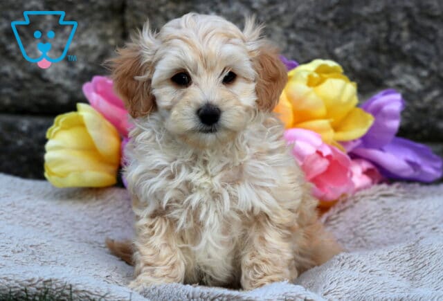 Light tan and white Cavapoo puppy sitting sweetly on a soft blanket, with vibrant yellow, pink, and purple tulips blooming in the background. image