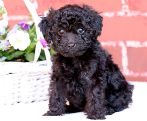 Joy Mini Poodle