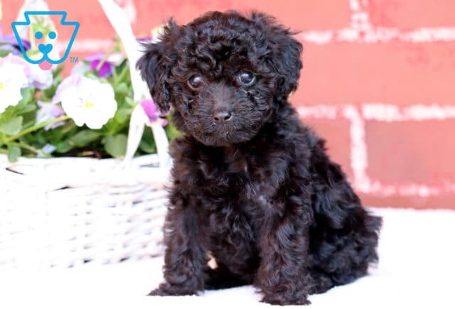 Joy Mini Poodle image